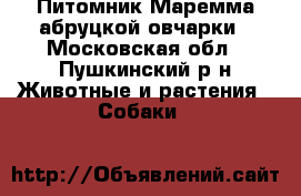 Питомник Маремма абруцкой овчарки - Московская обл., Пушкинский р-н Животные и растения » Собаки   